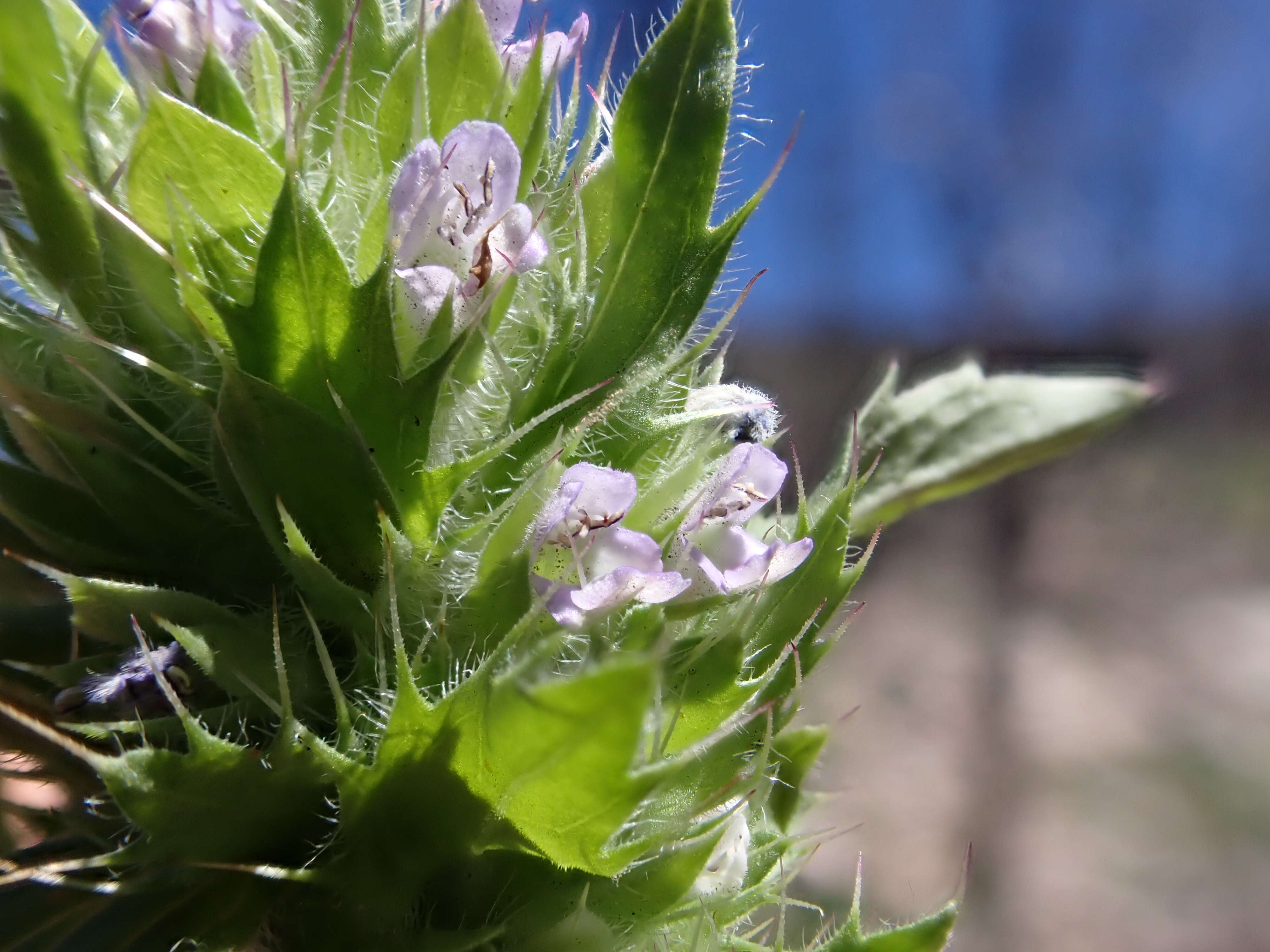 Image de dracocéphale à petite fleur