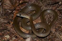 Image of Olive Whip Snake