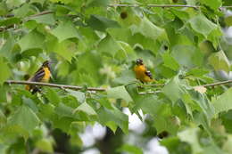 Image of Baltimore Oriole