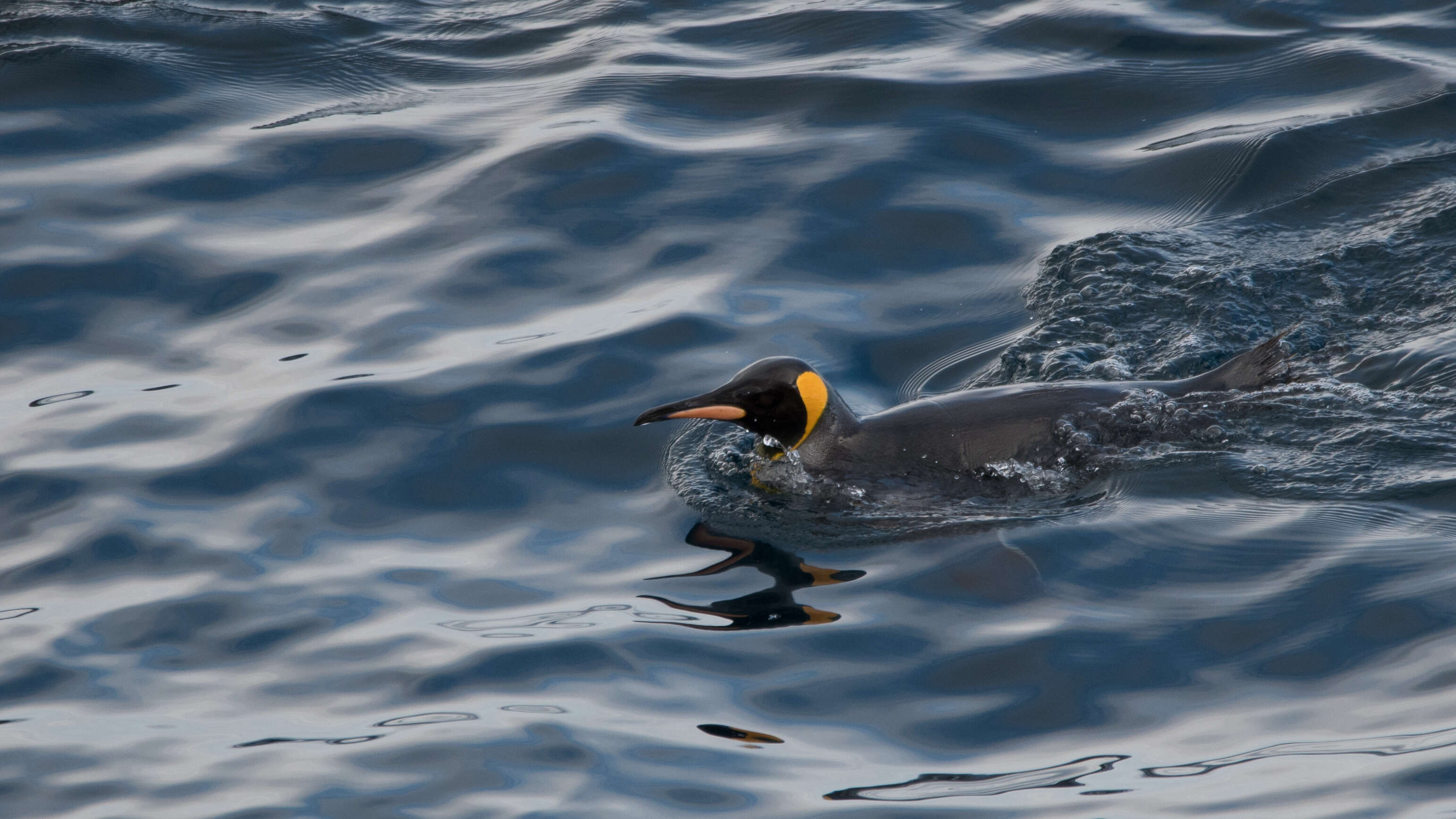 Image of King Penguin