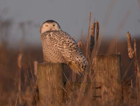 Image of Snowy Owl