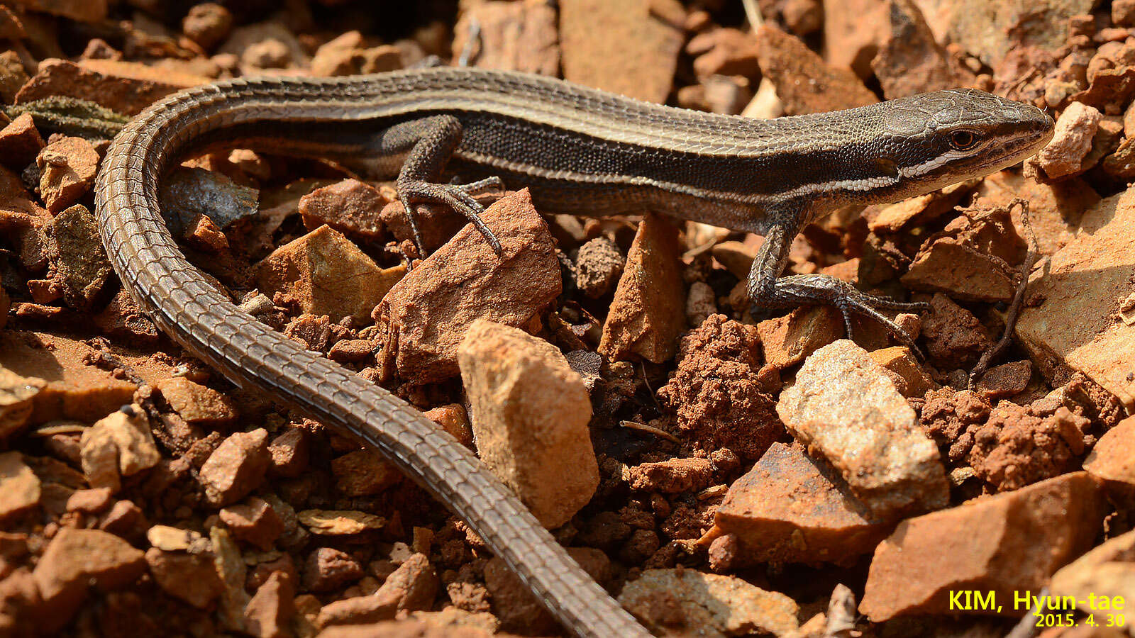 صورة Takydromus wolteri (Fischer 1885)