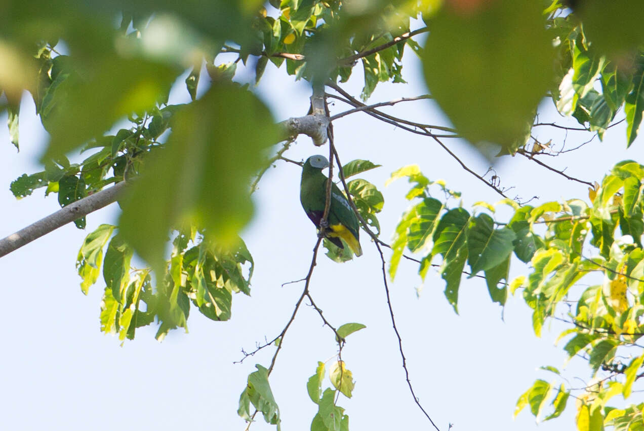 Image of Grey-headed Fruit Dove