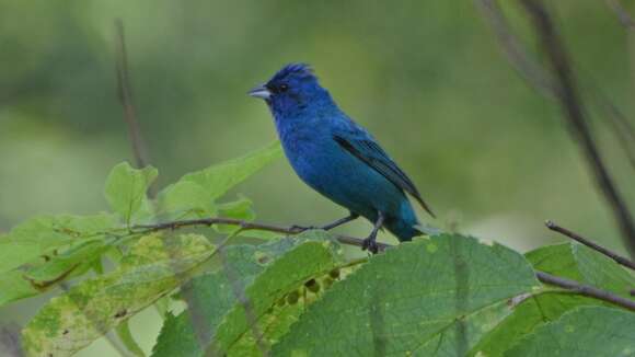 Image of Indigo Bunting