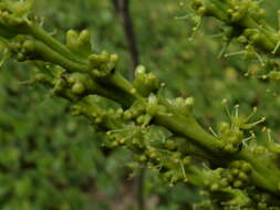 Imagem de Caryodendron orinocense H. Karst.