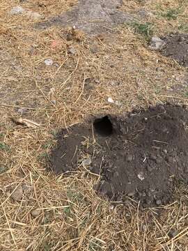 Image of smoky pocket gopher