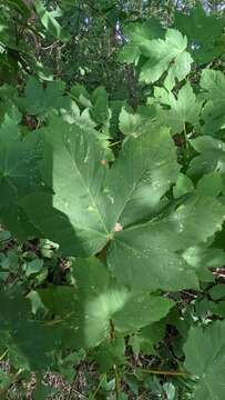 Image of sycamore maple