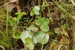 Image of American liverleaf