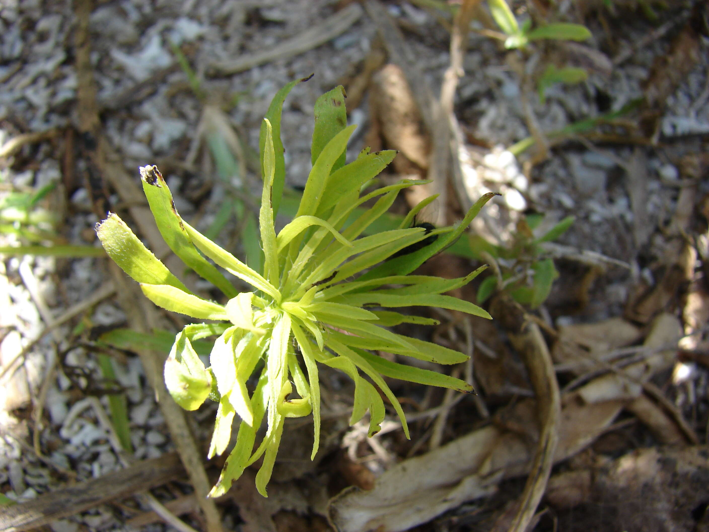 Image of Canadian Horseweed