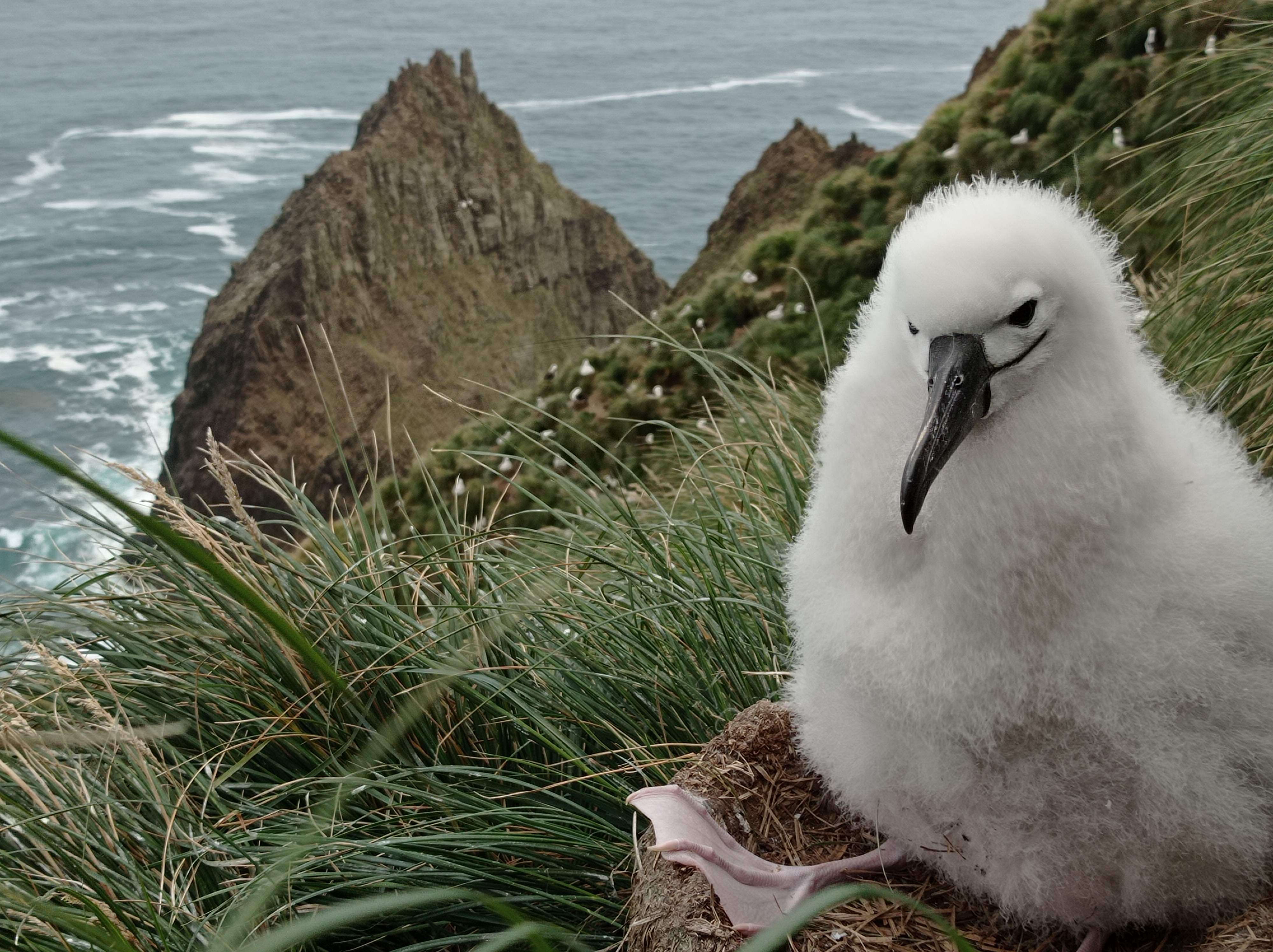 Image de Albatros de Carter