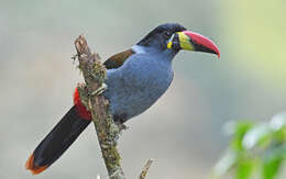 Image de Toucan bleu