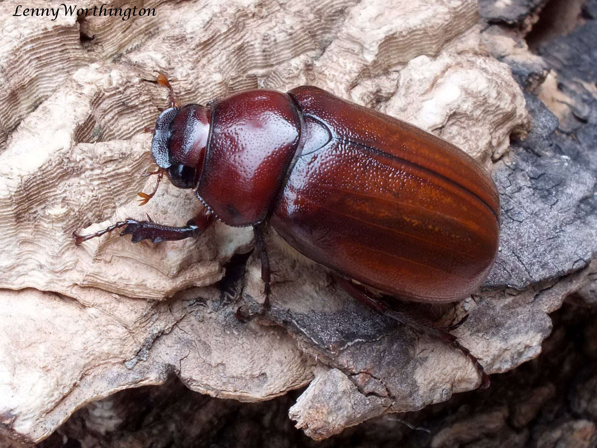 Image of May Beetles