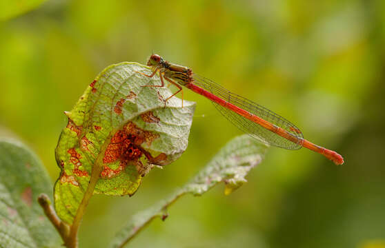 Image of small red damselfly