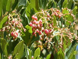 Image of strawberry tree