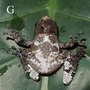 Image of Burmese camouflaged tree frog