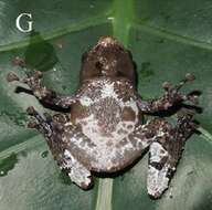 Image of Burmese camouflaged tree frog