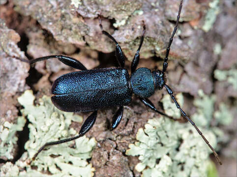 Image of Violet Tanbark Beetle