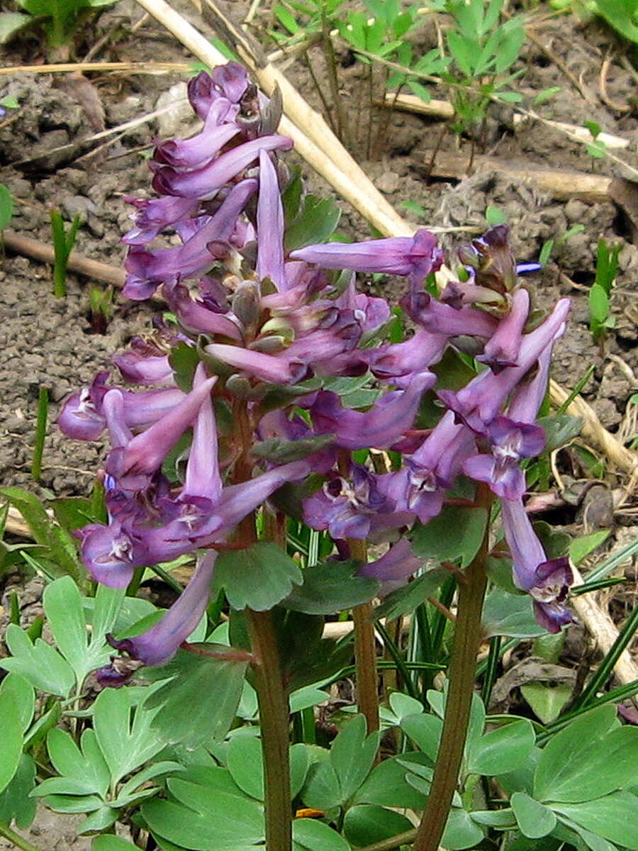 Plancia ëd Corydalis solida (L.) Clairv.