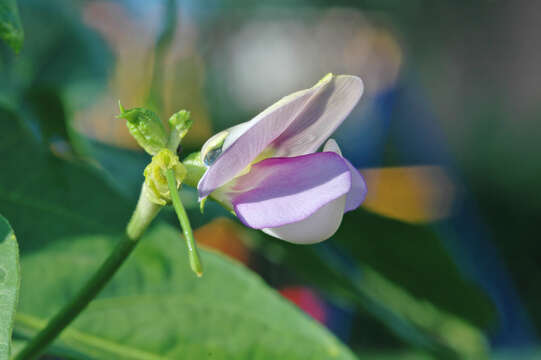 Слика од Vigna unguiculata subsp. sesquipedalis (L.) Verdc.