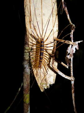 Image of Thereuopoda longicornis (Fabricius 1793)