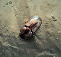 Image of Night-flying Dung Beetle