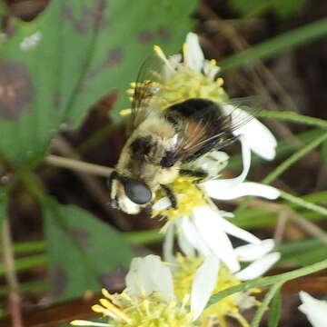 Image of Eristalis anthophorina (Fallen 1817)