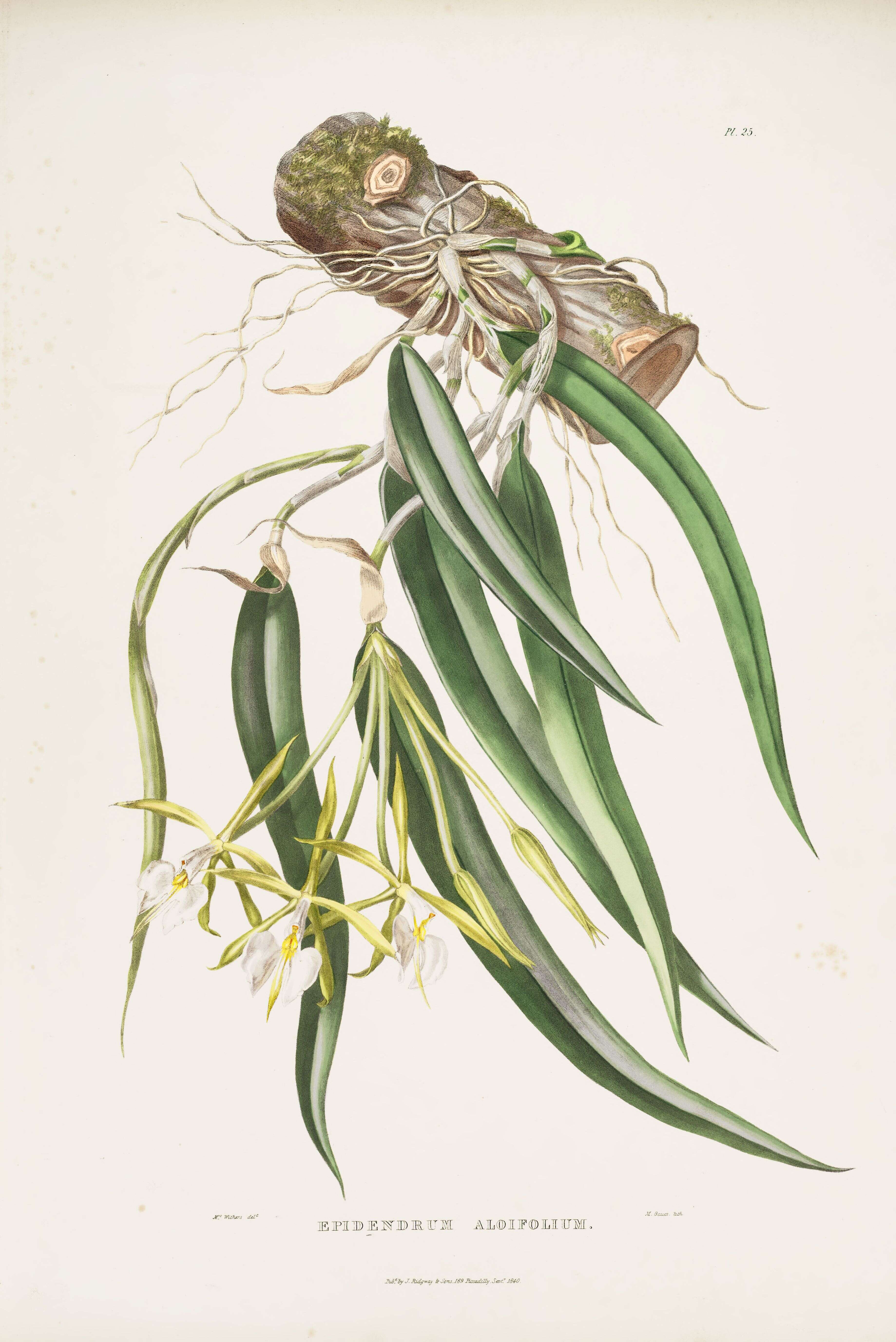 Image of Epidendrum parkinsonianum Hook.