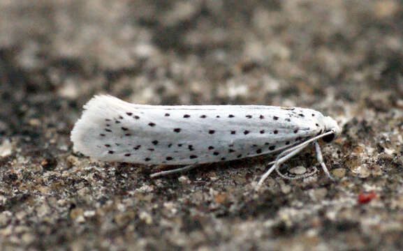 Image of Bird-cherry Ermine