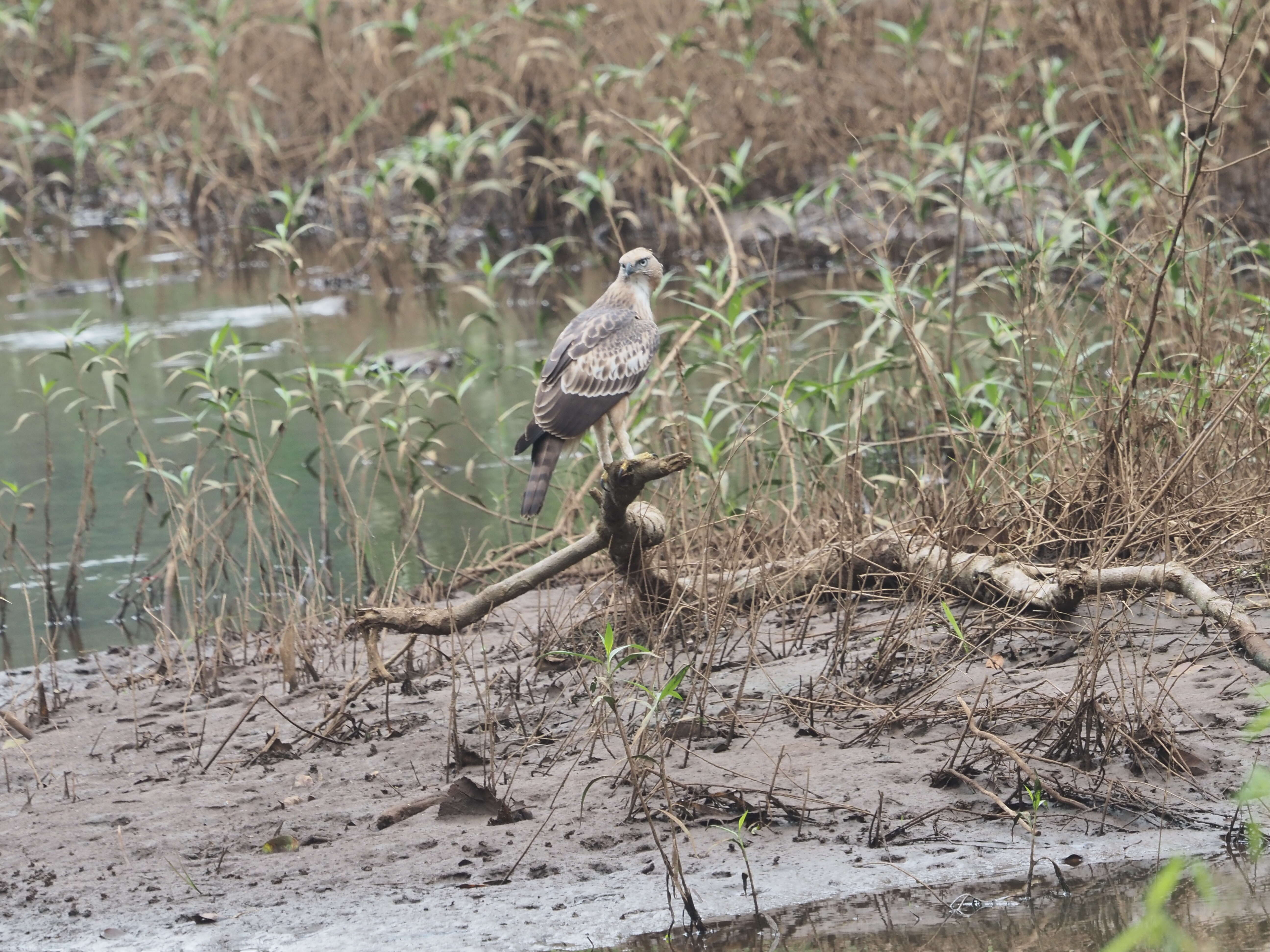 Nisaetus cirrhatus (Gmelin & JF 1788) resmi