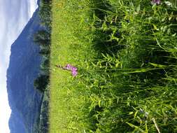 Image of Turkish Marsh Gladiolus