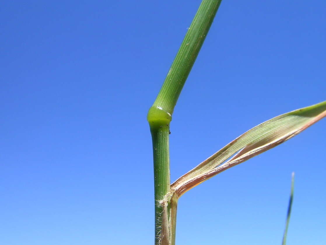 Image de Eragrostis leptostachya (R. Br.) Steud.