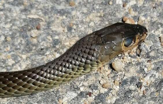 Image of Chinese Ratsnake