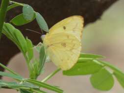 Image of African Emigrant