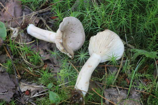 Image of Grey milkcap