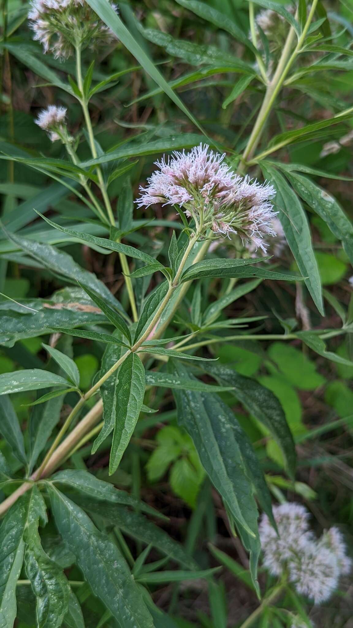 Image of hemp agrimony