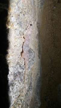 Image of San Lucan  Gecko