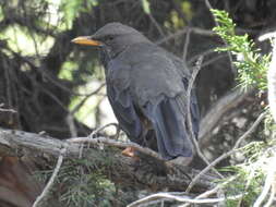 Image of Yemen Thrush