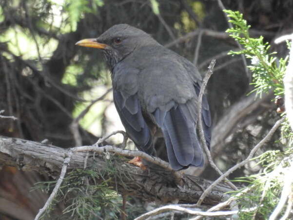 Image of Yemen Thrush