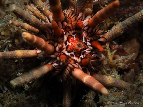 Image of slate pencil urchin