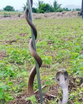 Image of Indian cobra