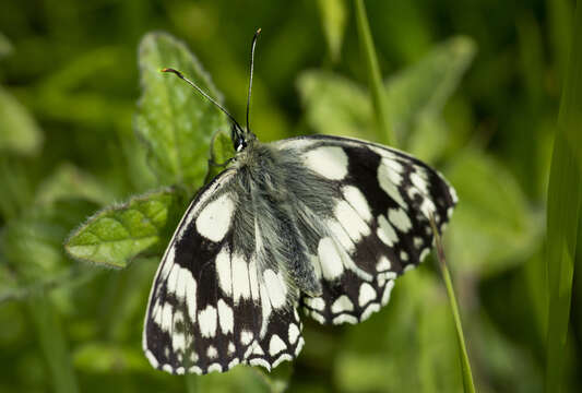 Image of marbled white