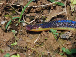 Image of Red-headed Reed Snake