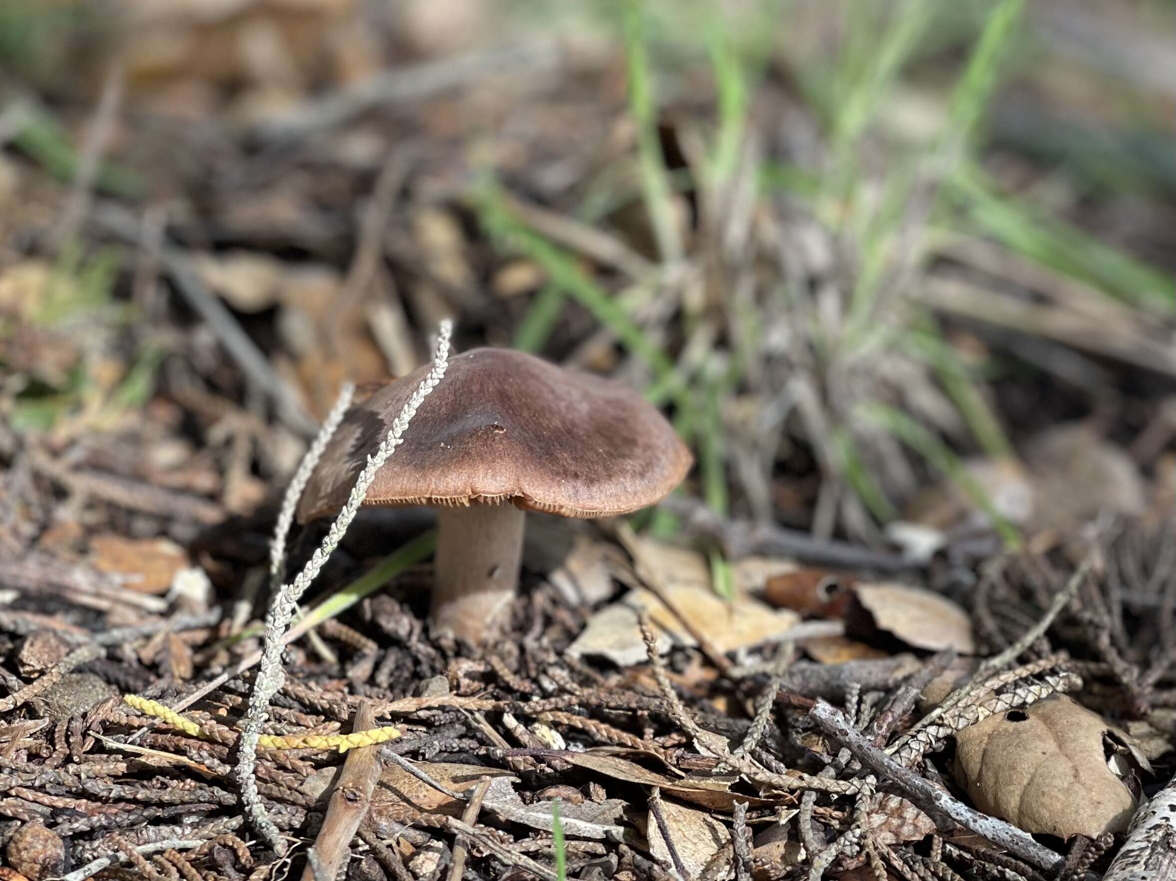 Sivun Cortinarius ohlone Bojantchev 2013 kuva