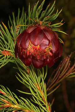 Image of Protea nana (Berg.) Thunb.