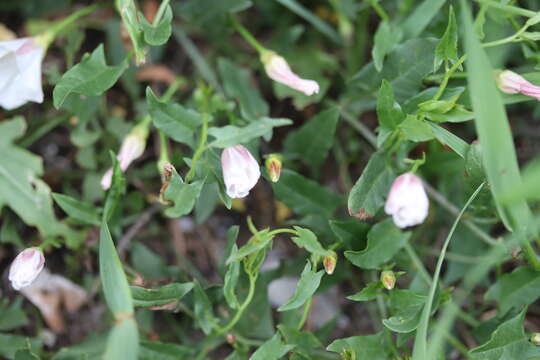 Image of Field Bindweed