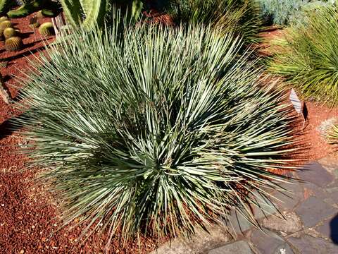 Agave geminiflora (Tagl.) Ker Gawl. resmi