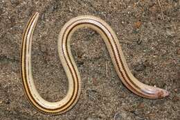 Image of Japp's burrowing skink