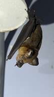 Image of Grand Leaf-nosed Bat