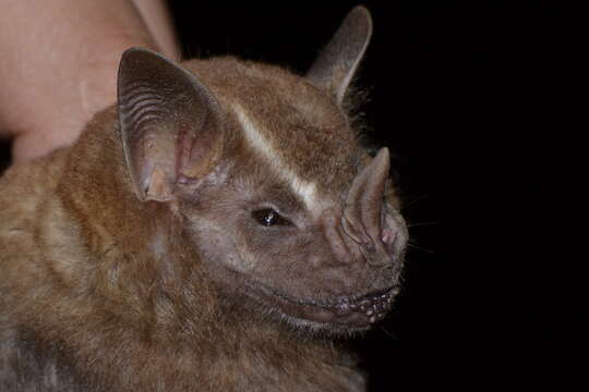 Image of Great Fruit-eating Bat