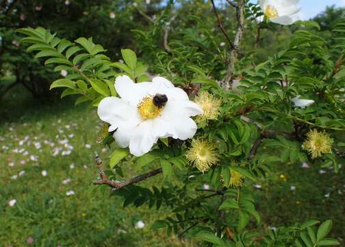 Image of chestnut rose